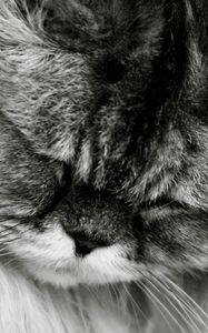 Preview wallpaper cat, fluffy, muzzle, black white