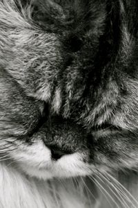 Preview wallpaper cat, fluffy, muzzle, black white