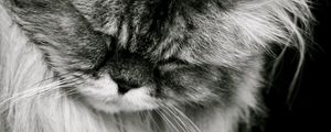 Preview wallpaper cat, fluffy, muzzle, black white