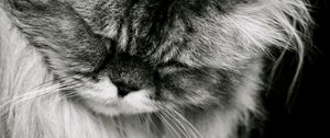 Preview wallpaper cat, fluffy, muzzle, black white