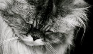 Preview wallpaper cat, fluffy, muzzle, black white