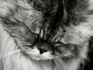 Preview wallpaper cat, fluffy, muzzle, black white