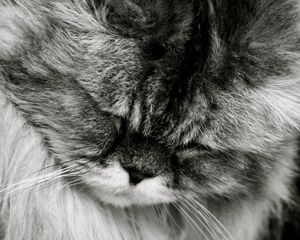 Preview wallpaper cat, fluffy, muzzle, black white