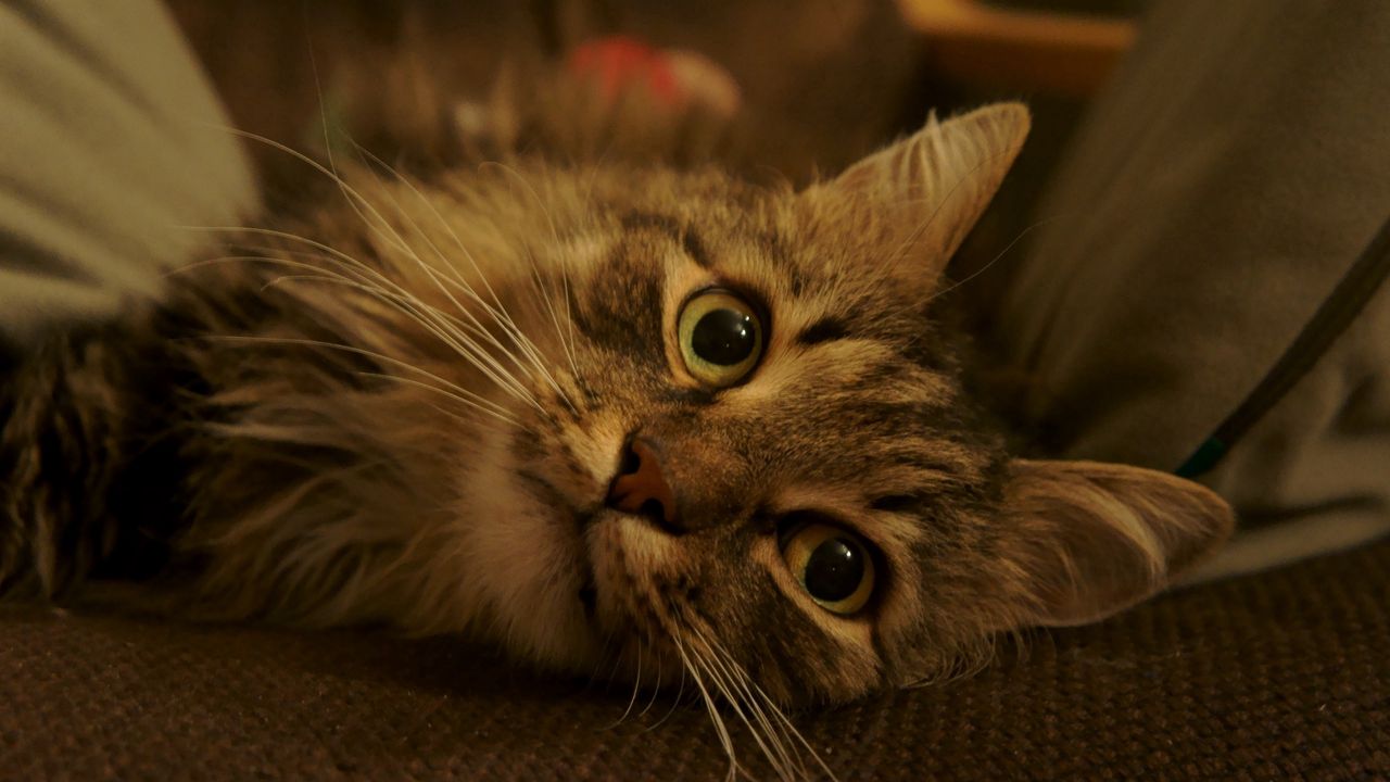 Wallpaper cat, fluffy, muzzle, striped