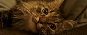 Preview wallpaper cat, fluffy, muzzle, striped