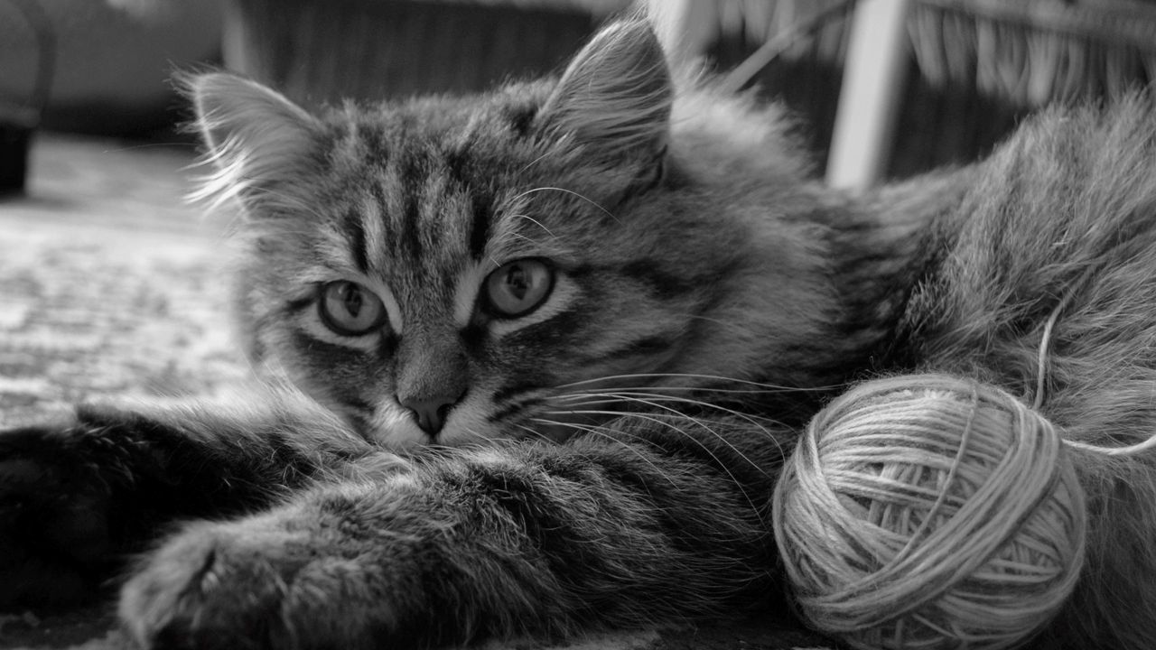 Wallpaper cat, fluffy, muzzle, ball, lazy