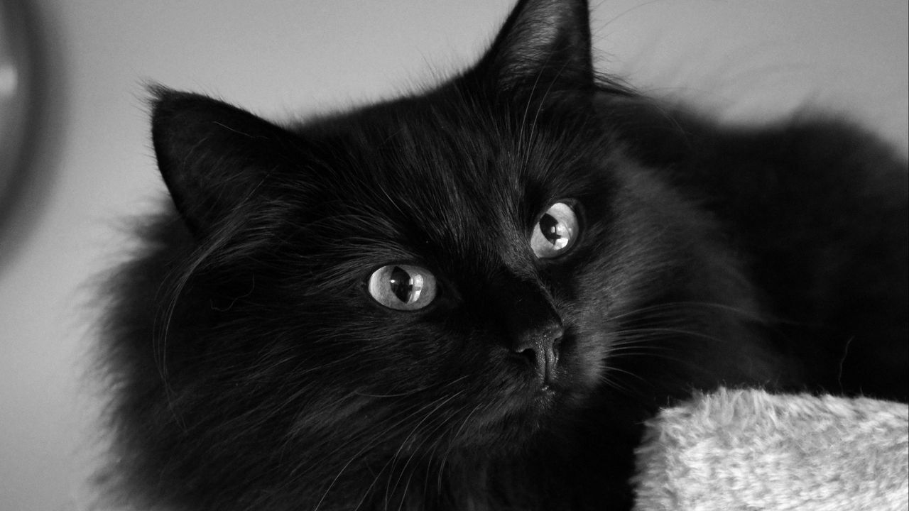 Wallpaper cat, fluffy, muzzle, eyes