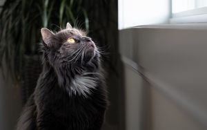 Preview wallpaper cat, fluffy, observant, gray