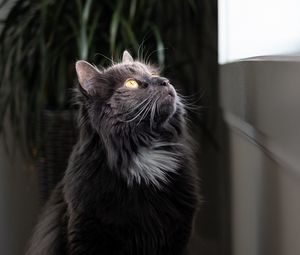 Preview wallpaper cat, fluffy, observant, gray