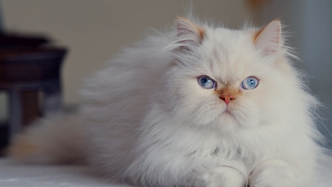 Wallpaper cat, fluffy, persian, blue-eyed