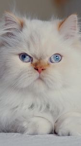 Preview wallpaper cat, fluffy, persian, blue-eyed