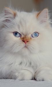 Preview wallpaper cat, fluffy, persian, blue-eyed