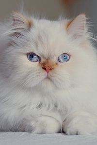 Preview wallpaper cat, fluffy, persian, blue-eyed