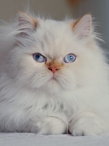 Preview wallpaper cat, fluffy, persian, blue-eyed