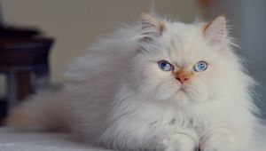 Preview wallpaper cat, fluffy, persian, blue-eyed