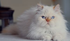 Preview wallpaper cat, fluffy, persian, blue-eyed