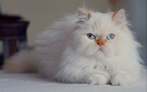 Preview wallpaper cat, fluffy, persian, blue-eyed