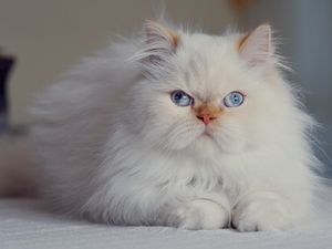 Preview wallpaper cat, fluffy, persian, blue-eyed