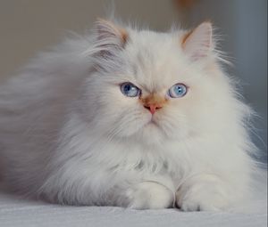 Preview wallpaper cat, fluffy, persian, blue-eyed