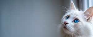 Preview wallpaper cat, fluffy, pet, white