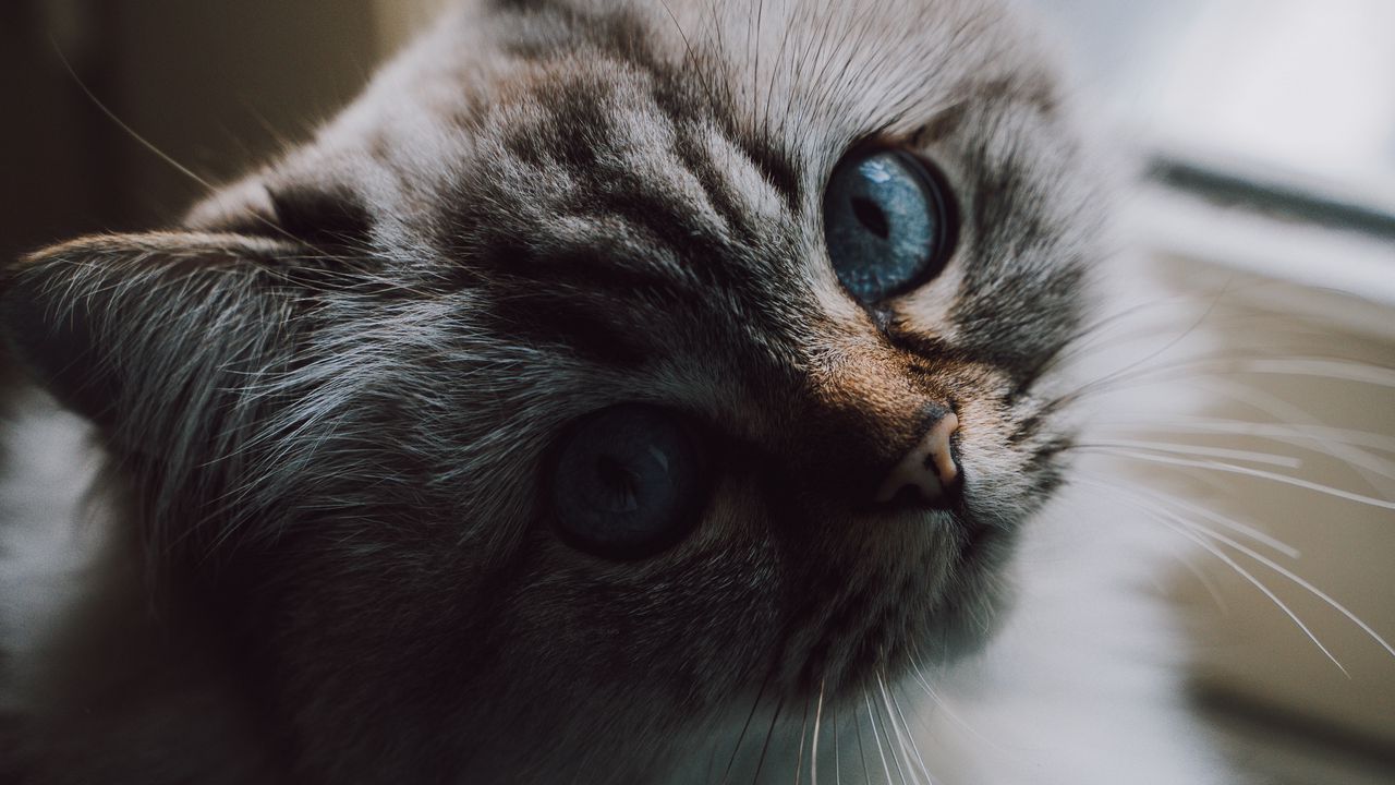 Wallpaper cat, fluffy, pet, glance