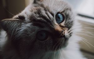 Preview wallpaper cat, fluffy, pet, glance