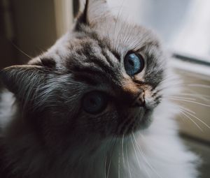 Preview wallpaper cat, fluffy, pet, glance