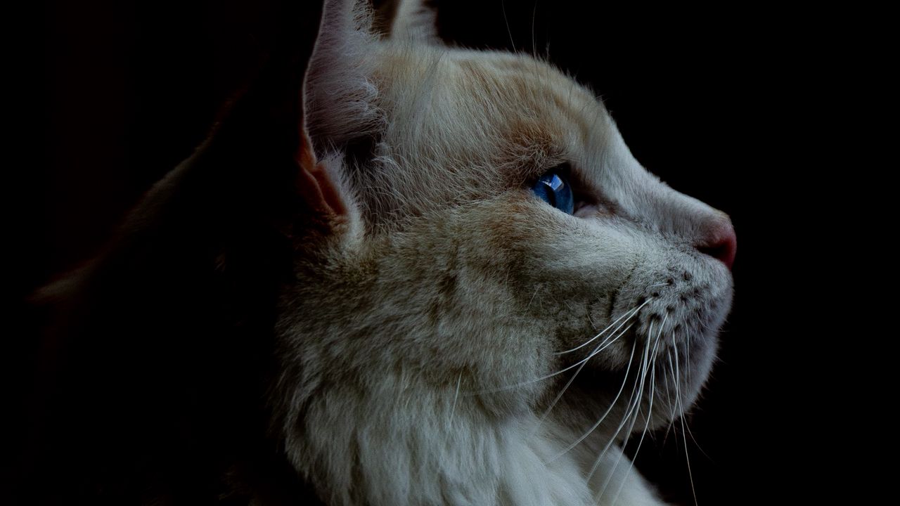 Wallpaper cat, fluffy, pet, dark