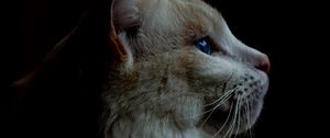 Preview wallpaper cat, fluffy, pet, dark