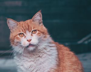 Preview wallpaper cat, fluffy, pet, glance, cute