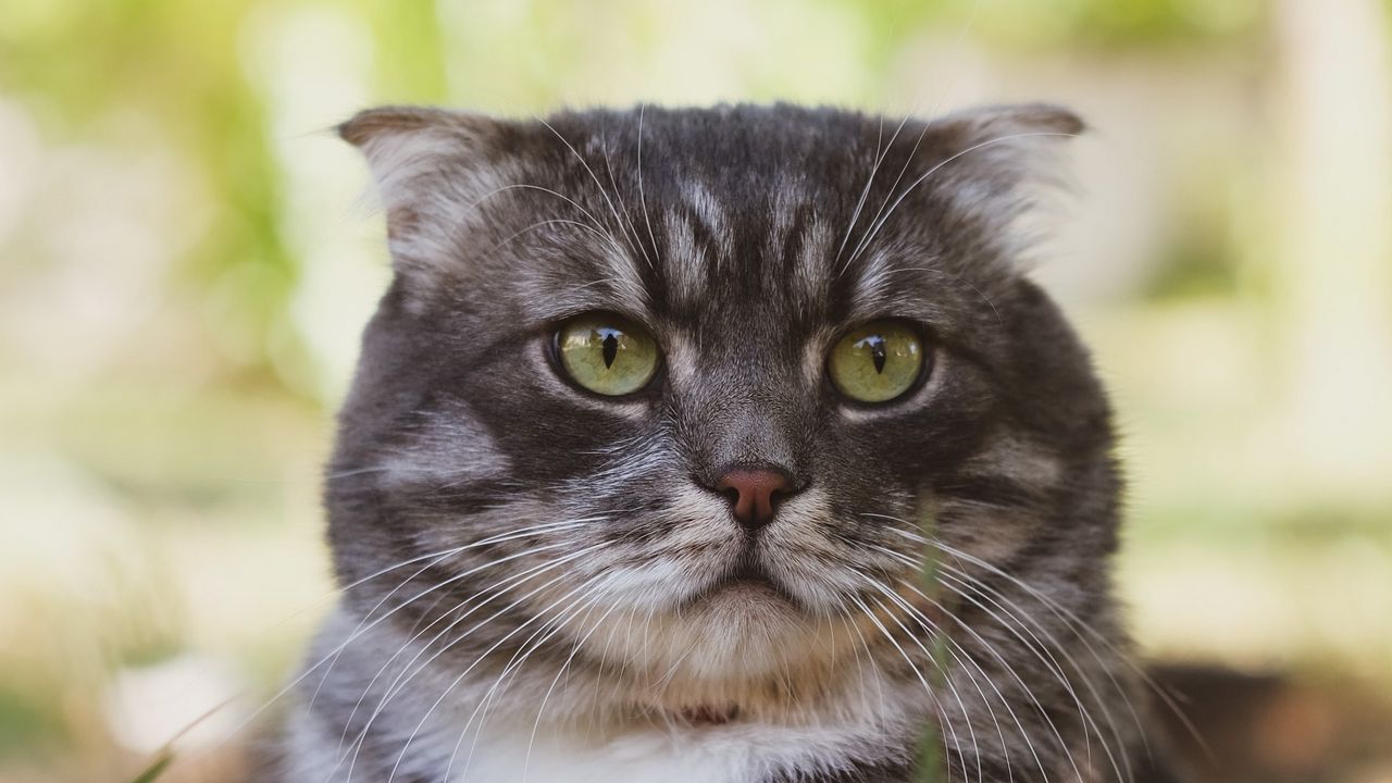 Wallpaper cat, fluffy, pet, glance, grass