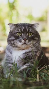 Preview wallpaper cat, fluffy, pet, glance, grass