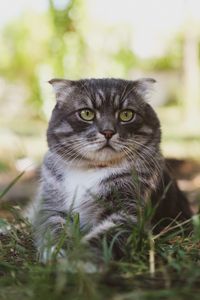 Preview wallpaper cat, fluffy, pet, glance, grass