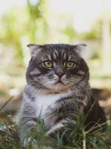 Preview wallpaper cat, fluffy, pet, glance, grass