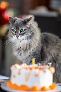 Preview wallpaper cat, fluffy, pet, cake