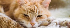 Preview wallpaper cat, fluffy, rest, muzzle