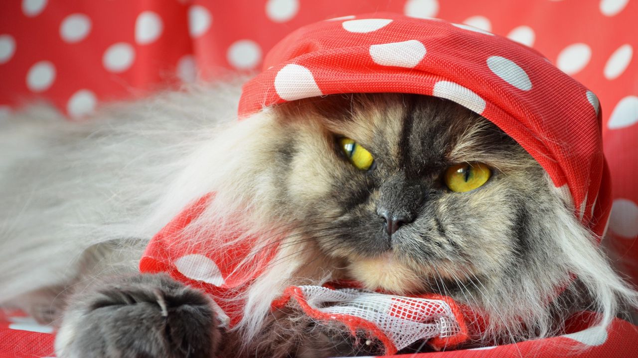Wallpaper cat, fluffy, shawl, lying, face