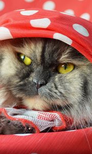 Preview wallpaper cat, fluffy, shawl, lying, face