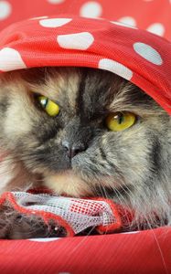Preview wallpaper cat, fluffy, shawl, lying, face