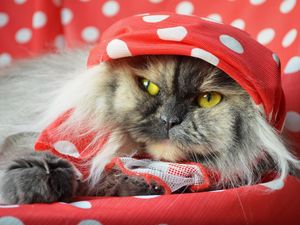 Preview wallpaper cat, fluffy, shawl, lying, face