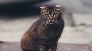 Preview wallpaper cat, fluffy, sight, cute