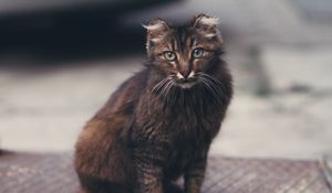 Preview wallpaper cat, fluffy, sight, cute
