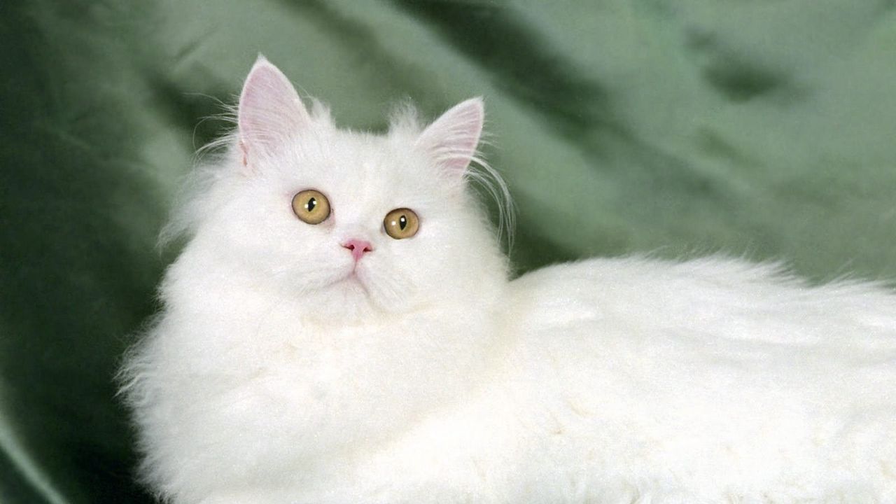 Wallpaper cat, fluffy, silk, lie