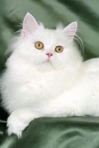 Preview wallpaper cat, fluffy, silk, lie