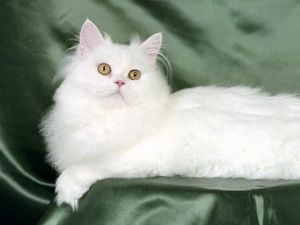Preview wallpaper cat, fluffy, silk, lie