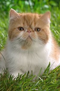Preview wallpaper cat, fluffy, sit, beautiful