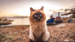Preview wallpaper cat, fluffy, sitting, muzzle