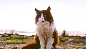 Preview wallpaper cat, fluffy, sitting, spotted