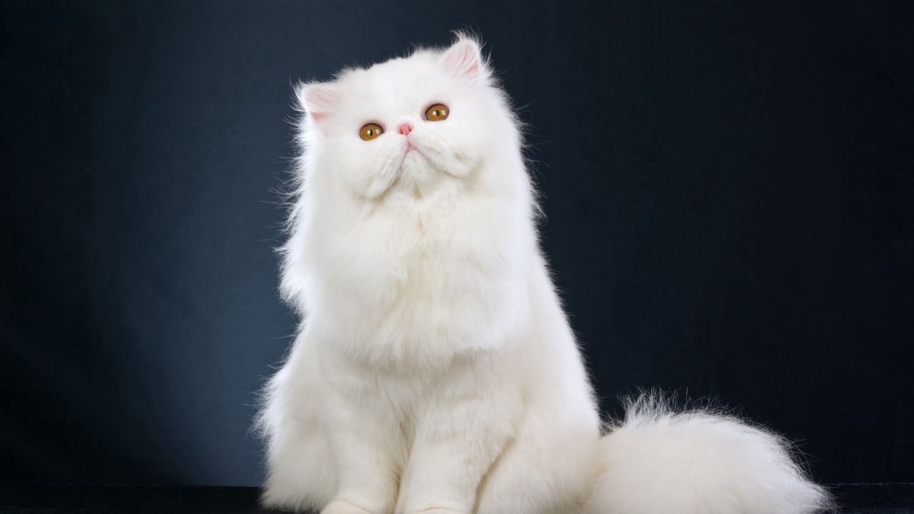 Wallpaper cat, fluffy, sitting, beautiful