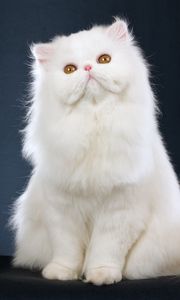 Preview wallpaper cat, fluffy, sitting, beautiful